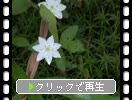 利尻島「南浜湿原と白い花たち」