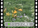 利尻島「岬の花たち」