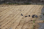稲刈り後の籾をつつく鳩たち