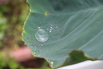 里芋の葉と雨滴