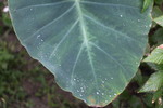 里芋の葉と小さな雨滴たち