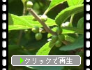 ウメモドキの若い緑実