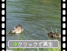 池端の鴨たちとガマ