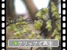 早春のヒュウガミズキの木花