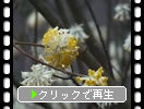 早春のミツマタの木花