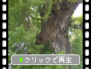大銀杏・大公孫樹(大イチョウ）の緑葉
