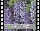 紫色のフジの花