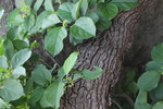 ツルウメモドキの花と木肌