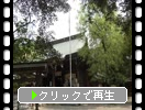 春の菊池神社「新緑の樹木群」