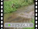 川面で泳ぐ「鯉のぼり」の影