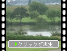 初夏の江戸川「柴又側の岸辺風情」