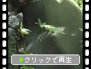 日本庭園の風情「庭石と岩肌への葉影」