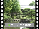 初夏の柴又帝釈天「日本庭園の池と周辺」