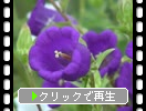 カンパニュラ（紫）