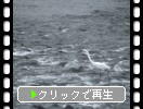 多摩川と「１羽の白鷺」