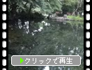 富士山本宮浅間大社の「湧玉池と湧水」