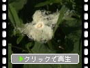 キカラスウリ（黄烏瓜））の花