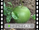 バンペイユ（晩白柚）の緑実