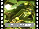 クスノキ（楠・樟）の緑実