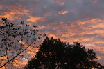 秋の夕焼け雲と木枝