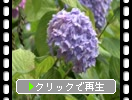 いろいろな色のアジサイ（紫陽花）
