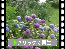 群生のアジサイ（紫陽花）