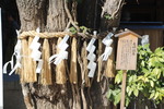 秋の櫛田神社「夫婦銀杏」