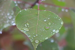 葉と雨滴たち