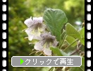 キリ（桐）の花