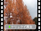 紅葉のメタセコイア並木