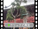 上野寛永寺「清水観音堂と月の松」