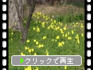 草地に咲いた黄色いカタバミ