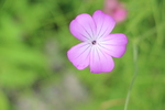 ८ʥǥֲۤζڡ