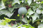 饹
