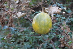 饹