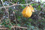 饹