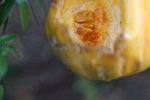 饹