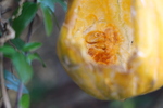 饹