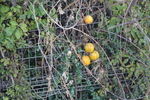 饹