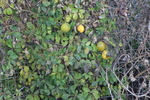 饹