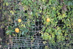 饹