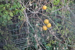饹