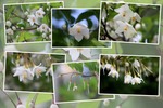 �����Υ��ֲ֤ΰܤ��Ѥ���