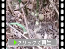 ϥ鲤ȼ