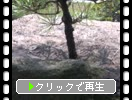 ⾾Ԯʶ..