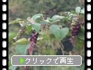 襦ޥܥΡֲ֡м¡¡