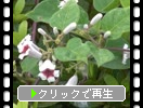 إ鲤Ȳ