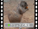 ץ졼꡼ɥåοٻ