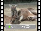 󥬥롼οƻ