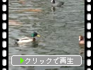 ȤĻ